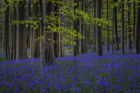 Bluebells in springtime in Hallerbos, Belgium.の写真素材