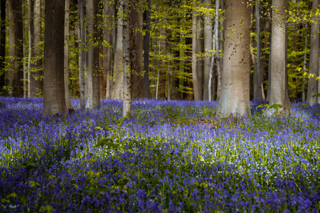 Bluebells in springtime, Hallerbos, Belgium.の写真素材