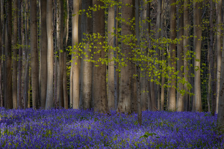 Bluebells in a forest in spring, Surrey, England.の写真素材