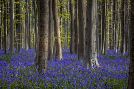 Bluebells in a forest, Hallerbos, Belgium.の写真素材
