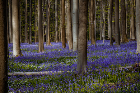 Bluebells in springtime forest, Hallerbos, Belgiumの写真素材