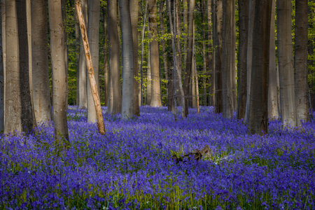 Bluebells in springtime forest, Hallerbos, Belgiumの写真素材