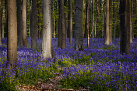 Bluebells in a forest in Hallerbos, Belgium.の写真素材