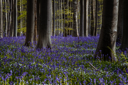 Bluebells and bluebells in Hallerbos, Belgiumの写真素材