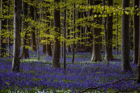 Bluebells in Hallerbos, Hallerbos, Belgiumの写真素材