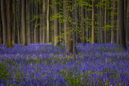 Bluebells in springtime, Hallerbos, Belgium.の写真素材
