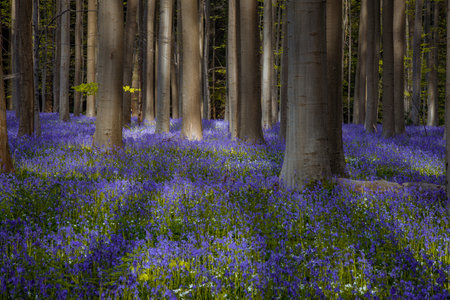 Bluebells, Tranendalhe, Hallerbos, Belgiumの写真素材