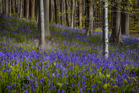 Bluebells in springtime, Hallerbos, Belgium.の写真素材