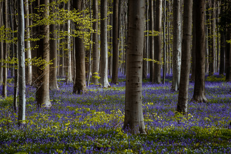 Bluebells in Springtime, Hallerbos, Belgium.の写真素材