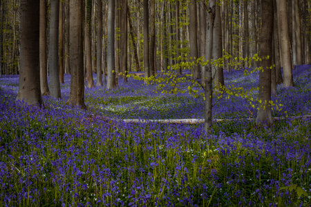 Bluebells in springtime in the forest, Hallerbos, Belgiumの写真素材