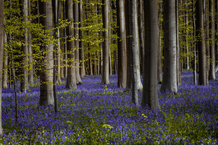 Bluebells in Hallerbos, Hallerbos, Belgiumの写真素材