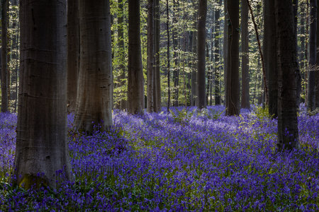 Bluebells in the forest, Hallerbos, Belgium.の写真素材