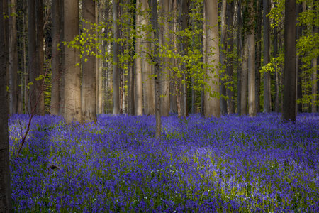 Bluebells blooming in a forest in Hallerbos, Belgiumの写真素材