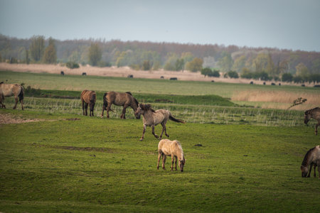 Herd of horses grazing on a green meadow in spring.の写真素材