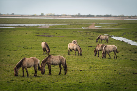 Herd of wild horses grazing in a meadow in the Netherlandsの写真素材