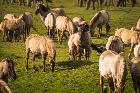 Herd of Konik horses grazing in a field in the Netherlandsの写真素材