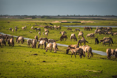 Herd of wild horses in a green meadow in the Netherlandsの写真素材