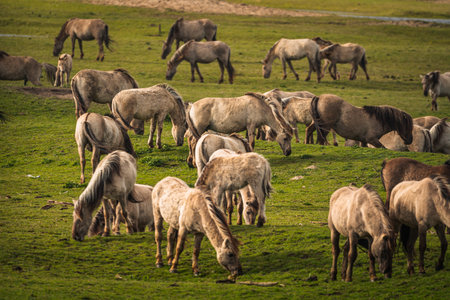 Flock of horses grazing in the meadow on a sunny dayの写真素材