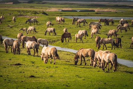 Herd of wild horses grazing in a green meadow in Icelandの写真素材