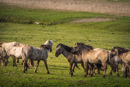 Herd of wild horses grazing on a green meadow in Icelandの写真素材