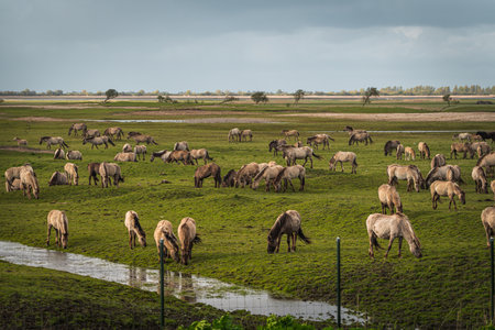 Herd of wild horses grazing in a meadow in the Netherlandsの写真素材