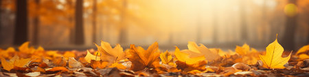 Autumn leaves on the ground in the park, panoramic bannerの素材