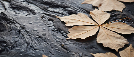 Autumn background. Dry leaves on a black background with water dropsの素材