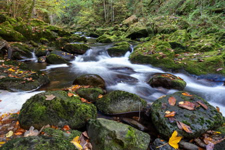 Mountain stream in autumn forest with mossy rocks and fallen leavesの写真素材