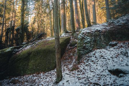 Beautiful winter landscape in the forest with snow and sunbeamsの写真素材