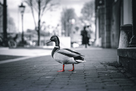 duck on the street in the city, black and white photoの写真素材