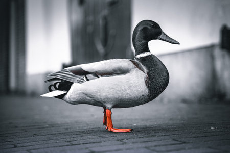 Duck on the street in the city. Black and white photo.の写真素材