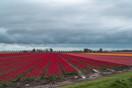 Tulips in an agricultural field in the Netherlands under a cloudy skyの写真素材