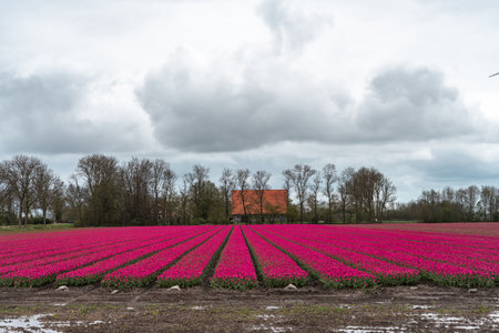 Tulip fields in the Netherlands with a red barn in the backgroundの写真素材