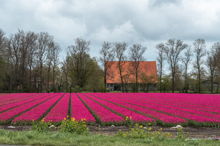 Tulip fields in the Netherlands with a red house in the backgroundの写真素材