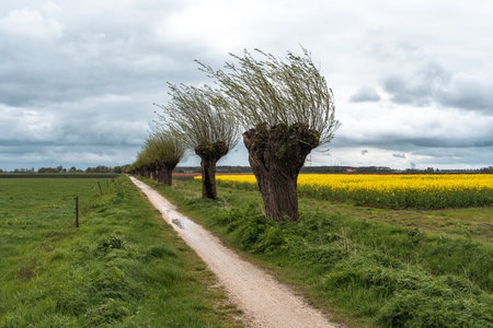 Trees along a dirt road in springtime in the Netherlands.の写真素材