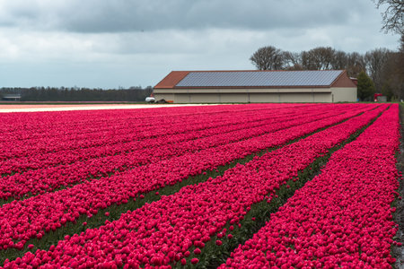 Tulips in an agricultural field in the Netherlands in springの写真素材