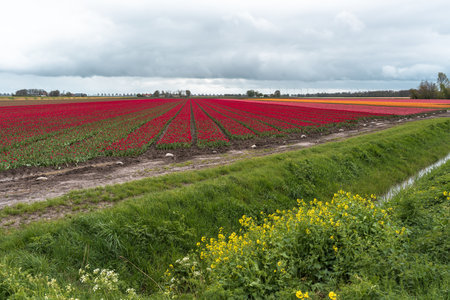 Tulips in an agricultural field in sunlight in spring, Hollandの写真素材