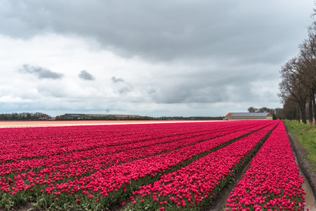 Tulip fields in the Netherlands with cloudy sky. Holland landscapeの写真素材