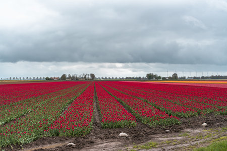Tulips in an agricultural field in the Netherlands under a cloudy sky in springの写真素材