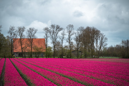 Tulip field in the Netherlands with red roof house and treesの写真素材