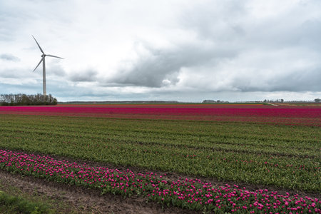 Tulips in an agricultural field with wind turbines in the backgroundの写真素材