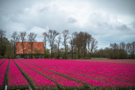 Tulip fields in the Netherlands during the spring season. The fields are full of pink tulips.の写真素材