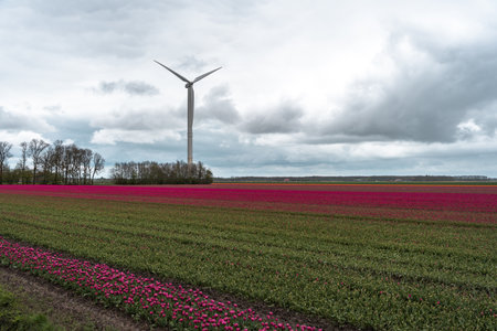 Tulips in an agricultural field with wind turbines in the backgroundの写真素材