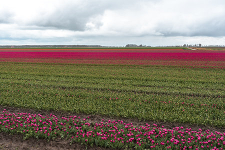 Tulips in an agricultural field in the Netherlands under a cloudy sky in springの写真素材
