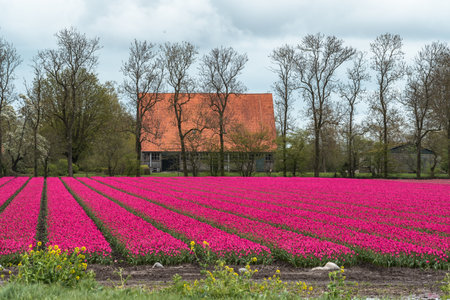 Tulip fields in the Netherlands with a red roof in the backgroundの写真素材