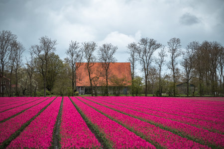 Tulip field in the Netherlands with a red house in the backgroundの写真素材