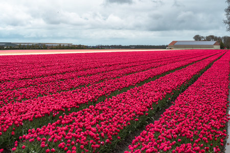 Dutch tulip fields in the province of Zeeland in the Netherlandsの写真素材
