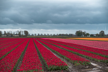 Tulips in an agricultural field in Holland under a cloudy skyの写真素材