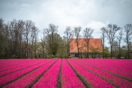 Tulip fields in the Netherlands with a red house in the backgroundの写真素材
