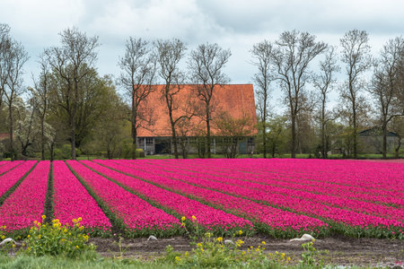 Tulip fields in the Netherlands with a farm house in the backgroundの写真素材